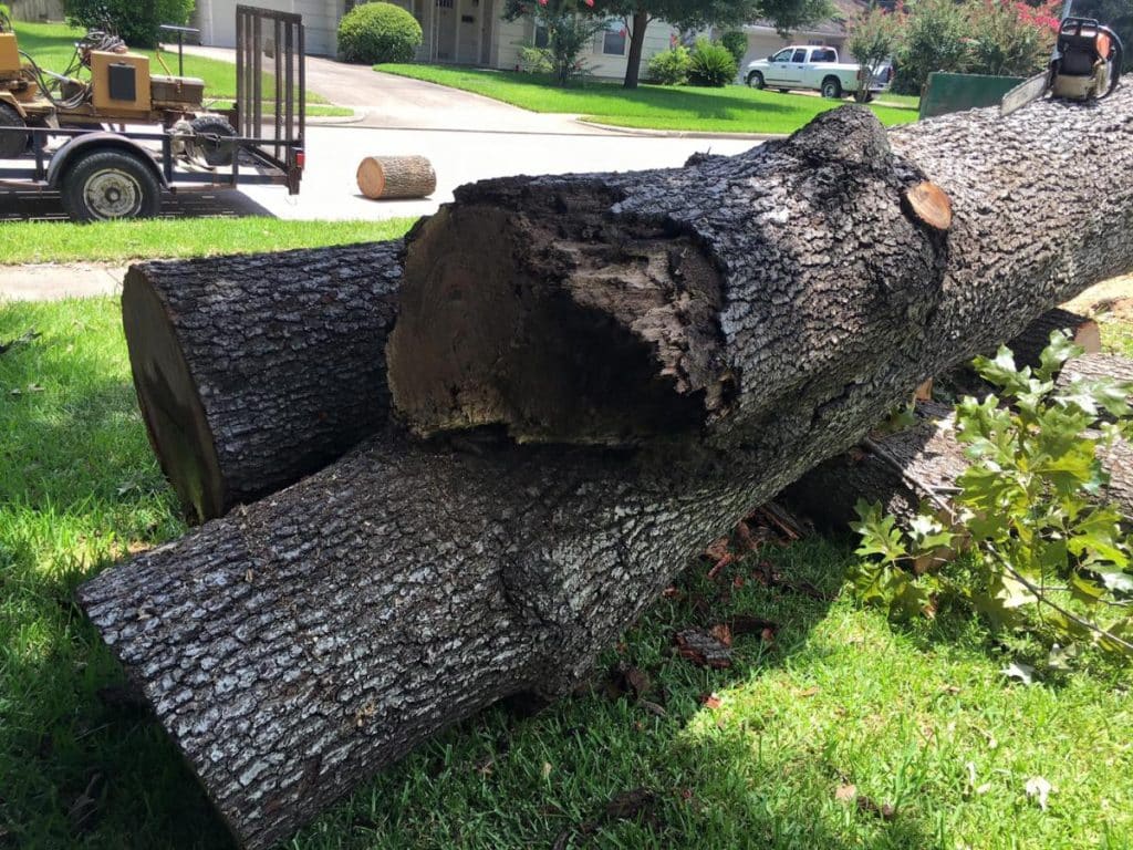 Cheapest Time of Year for Tree Removal