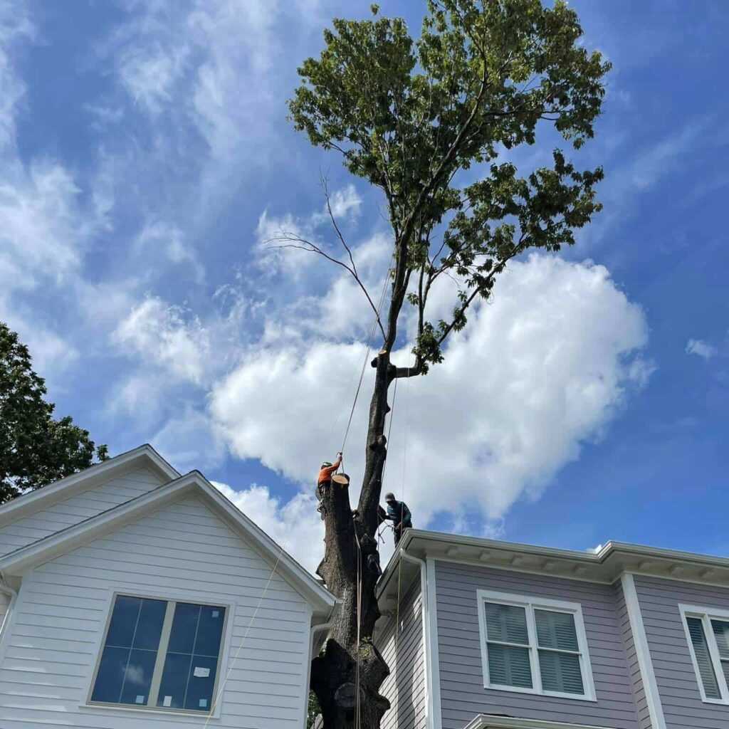 Get Affordable & Safe Tree Removal near Houston, TX