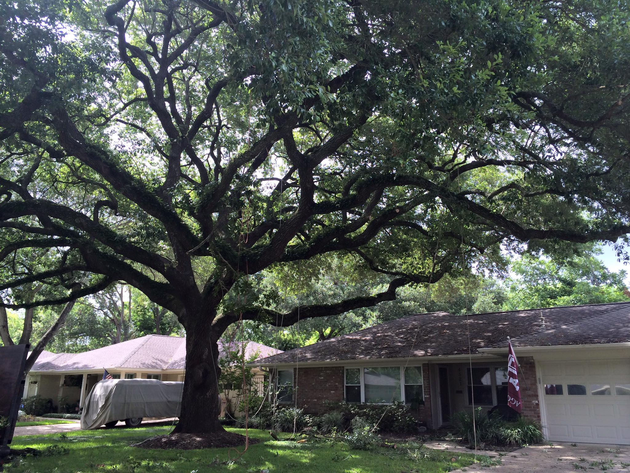 Large Oak Tree Trimming in Cypress, TX