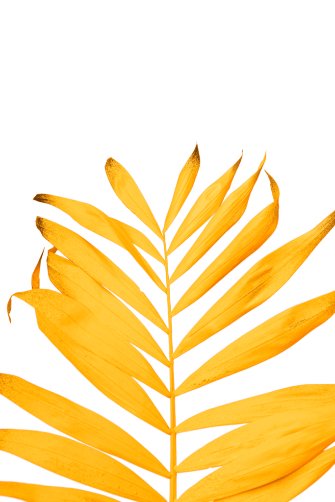 Leaves of a Palm Tree Turning Yellow