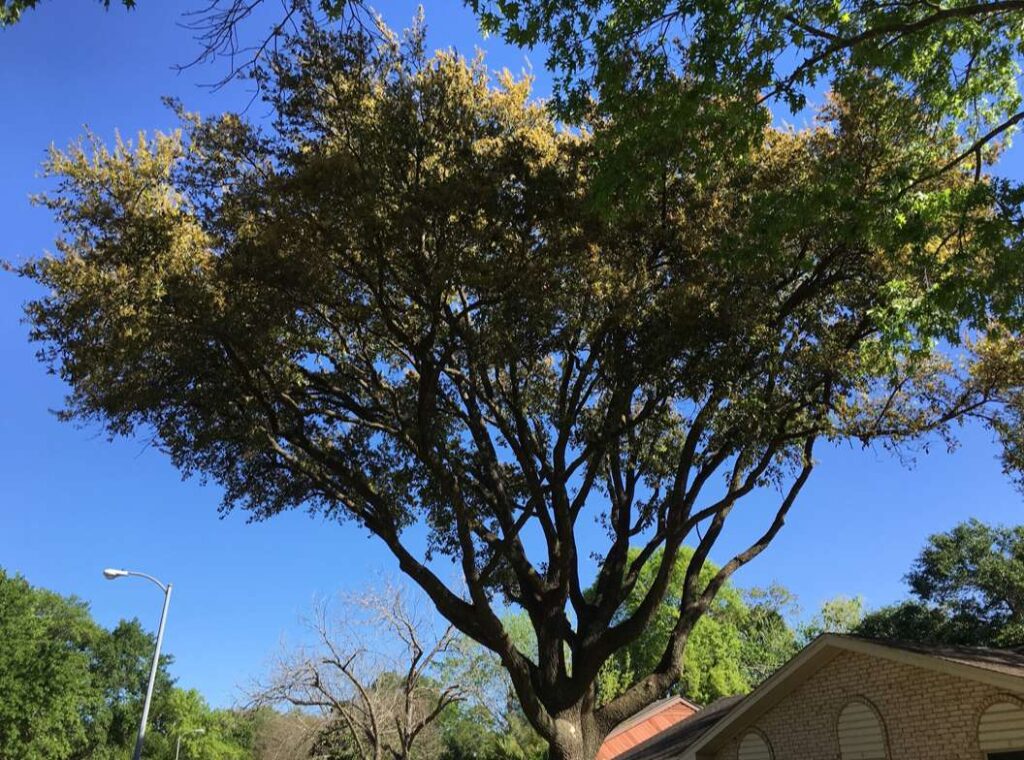Tree Trimming in Katy, TX