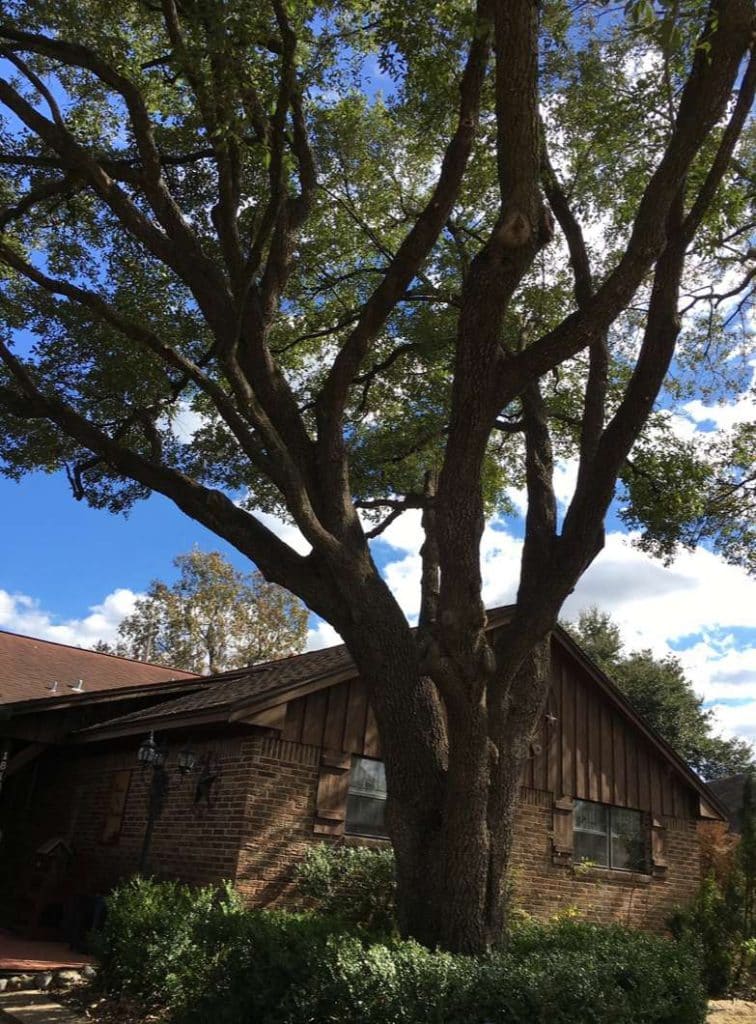 Tree Service In Tomball, TX