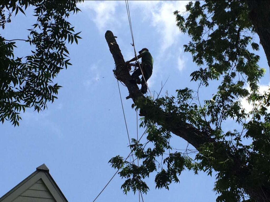 Tree Removal in Cypress, TX