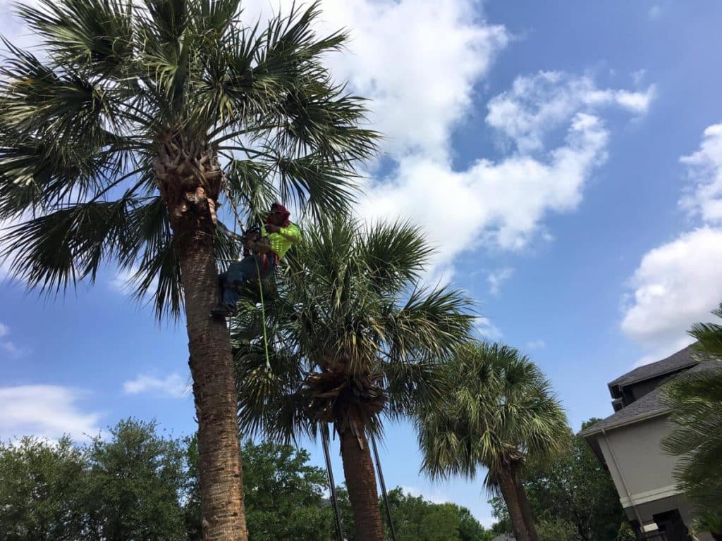 Tree Trimming in Katy, TX: Keep Your Plants Healthy