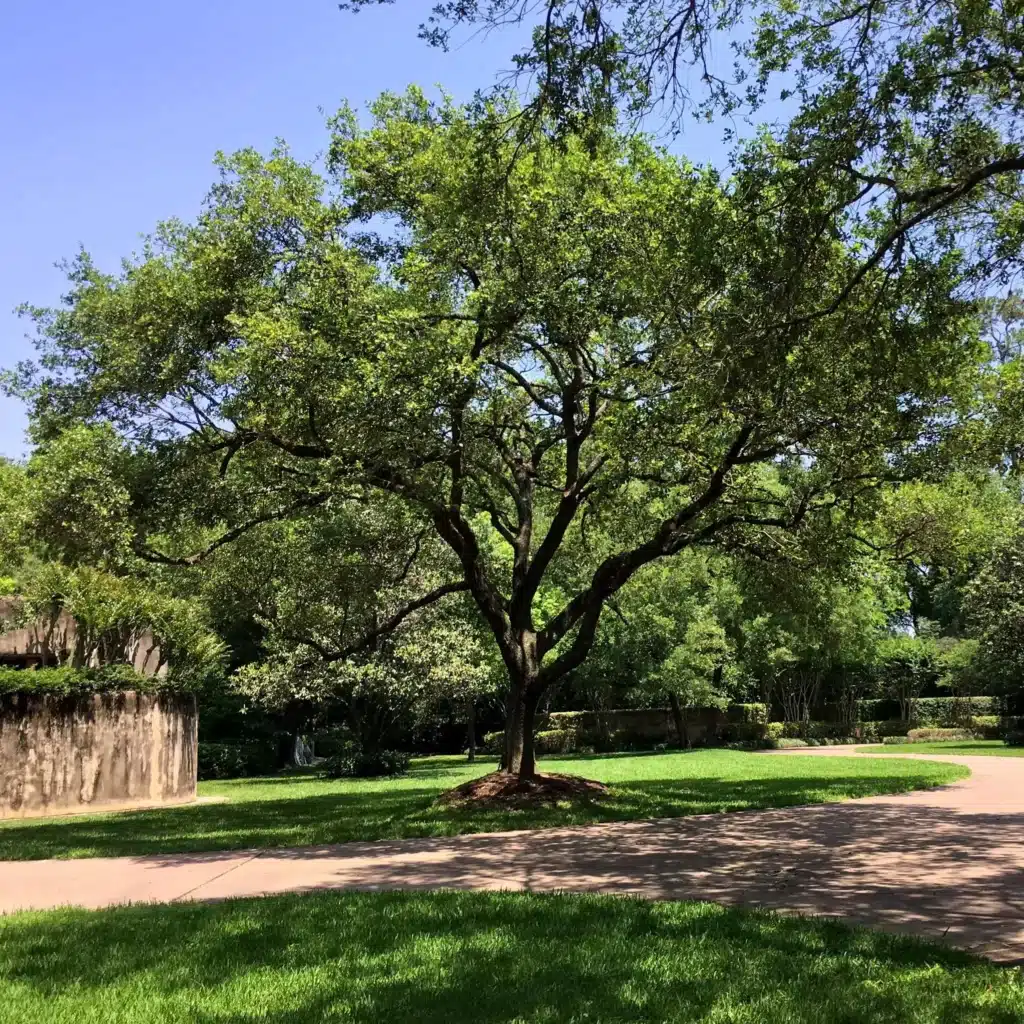 Best Time To Trim Trees In texas