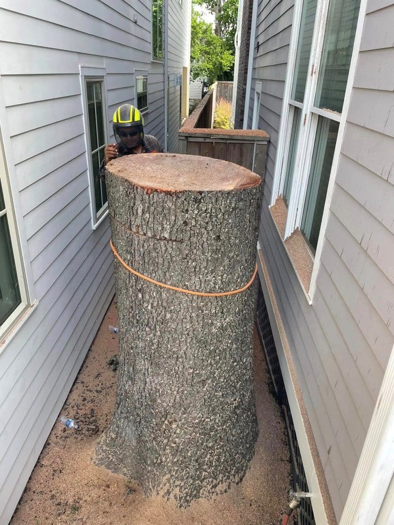 Safe & Efficient Tree Removal near Sugar Land, TX