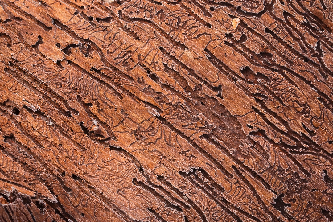 Wood Eaten by Bark Beetle