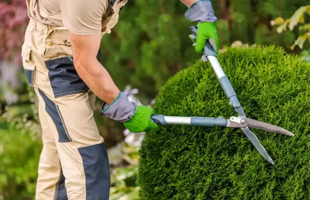 When Is the Best Time to Trim Bushes?