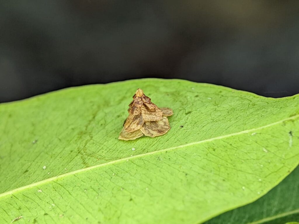 Bagworm Moth Caterpillar Living on a Green Leaf