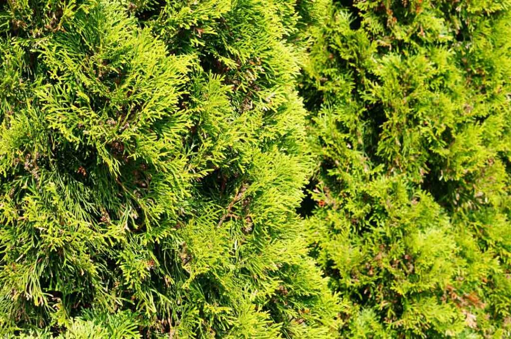 The Leyland Cypress is One of the Fastest Growing Privacy Shrubs for Privacy