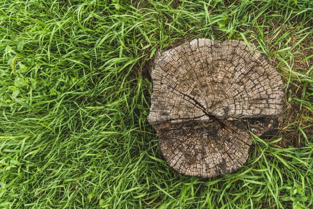 5 Reasons to Remove Your Tree Stump