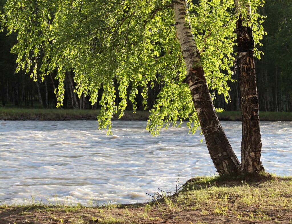 Birch trees in Texas Along waterways