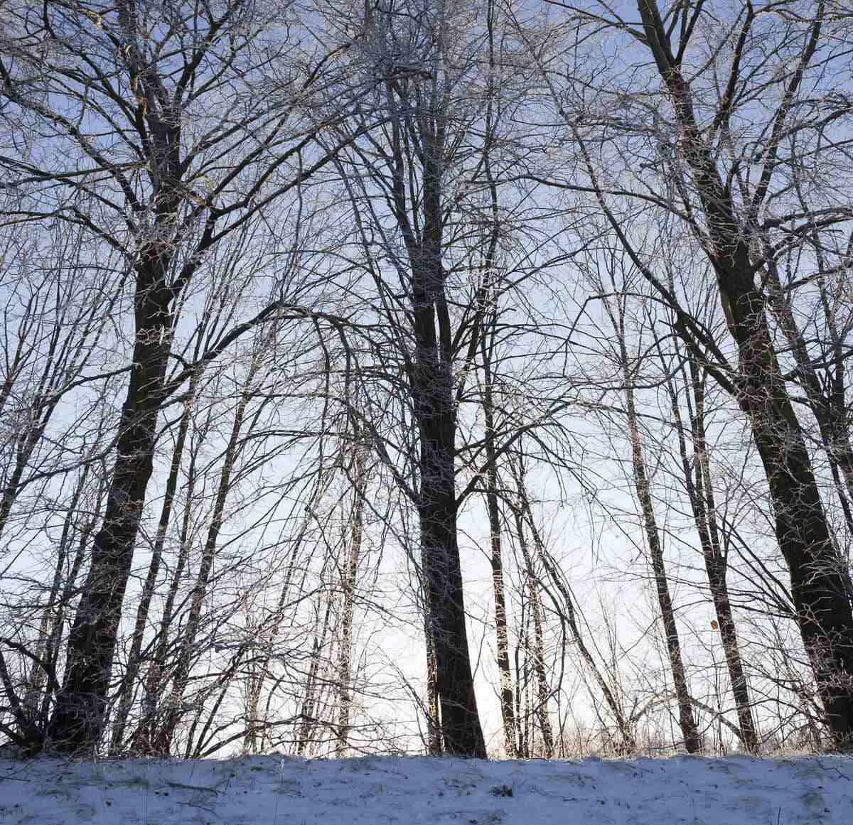 Deciduous trees in winter