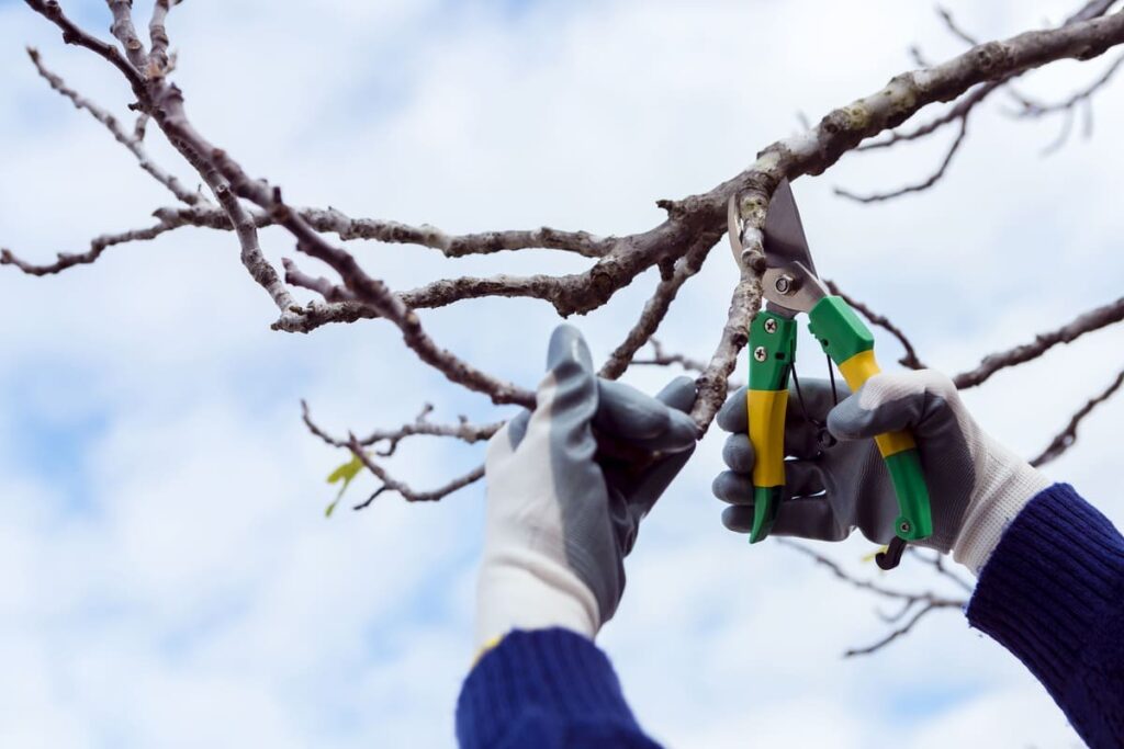 A person pruning a tree during winter
