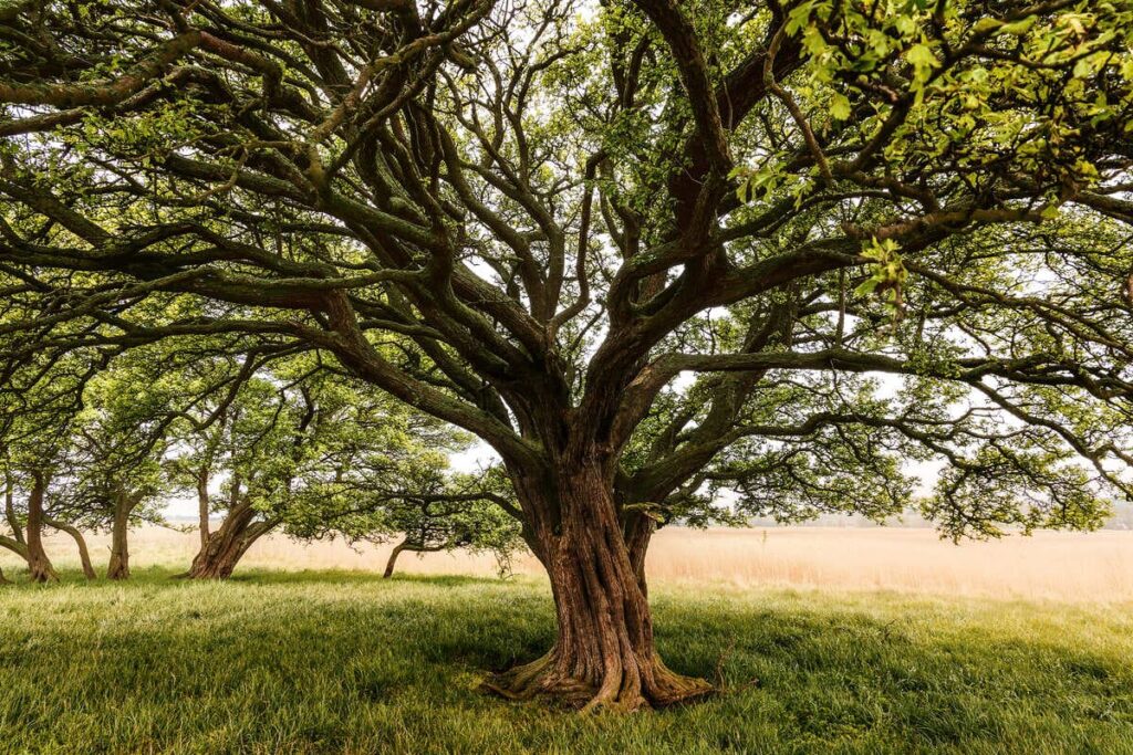 A robust and healthy tree