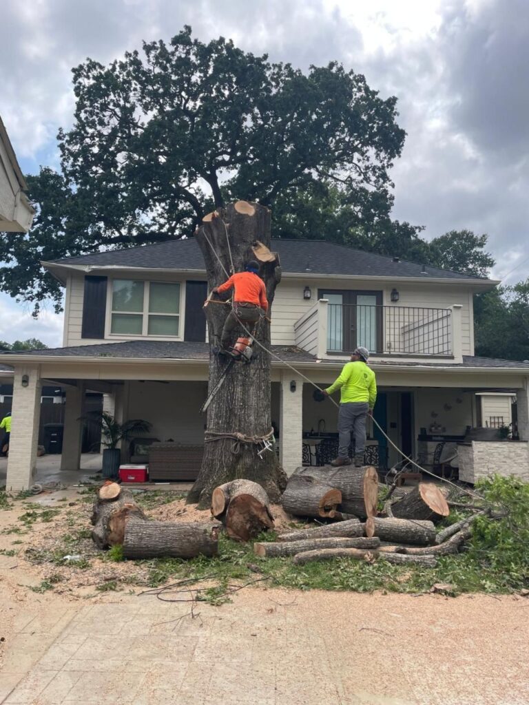 Tree Removers Near Cypress, TX