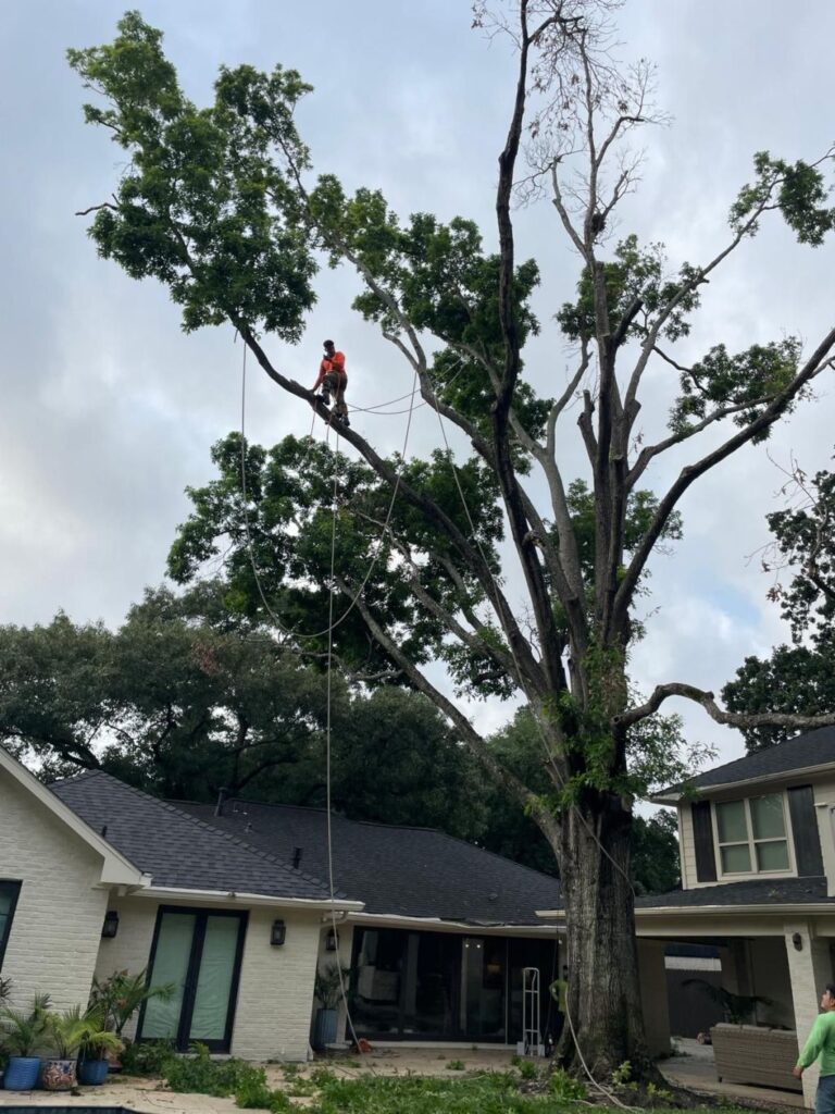 The Best Tree Trimming Service Near Spring, TX