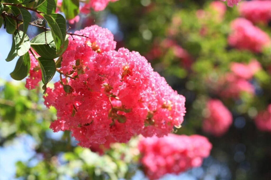 Close-up of vibrant pink crepe myrtle flowers on a tree branch