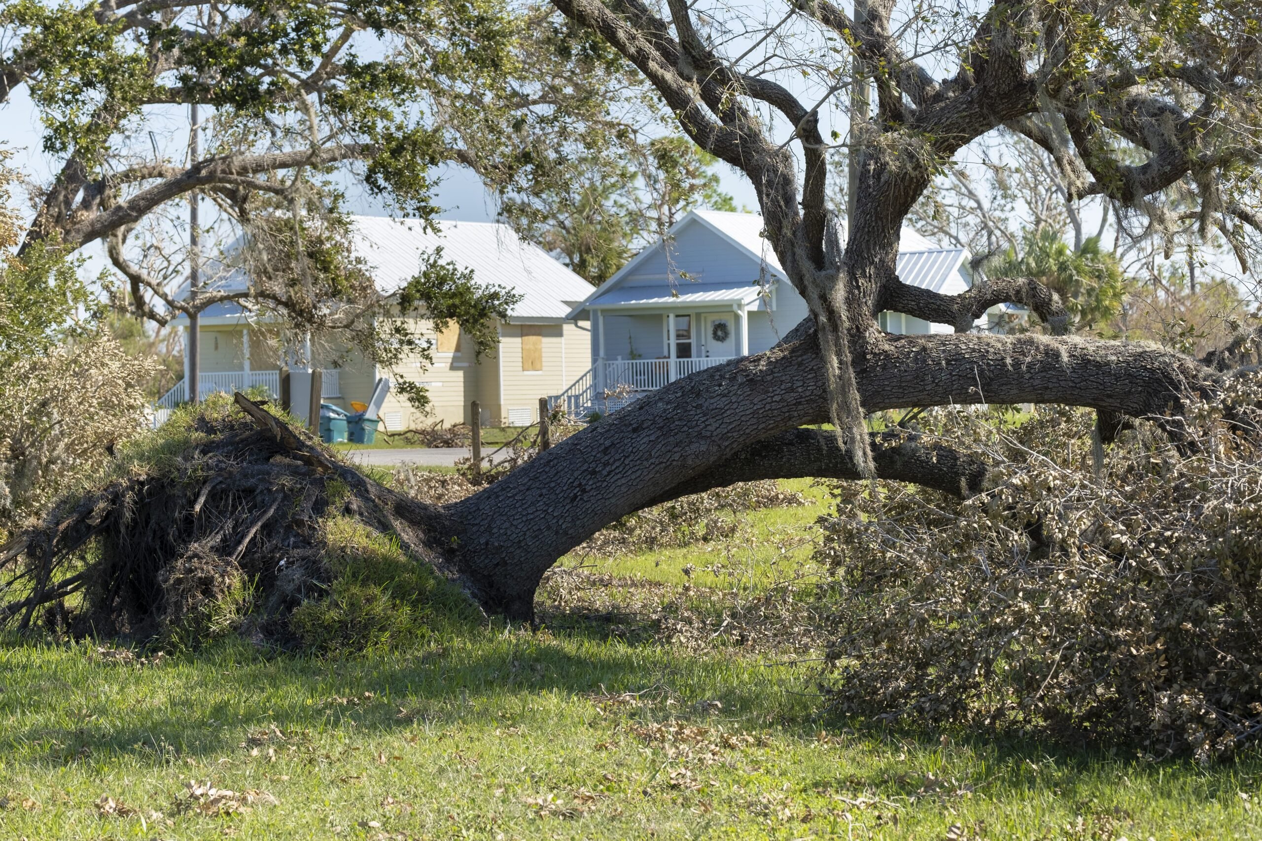 Tree Removal Near Tomball, TX